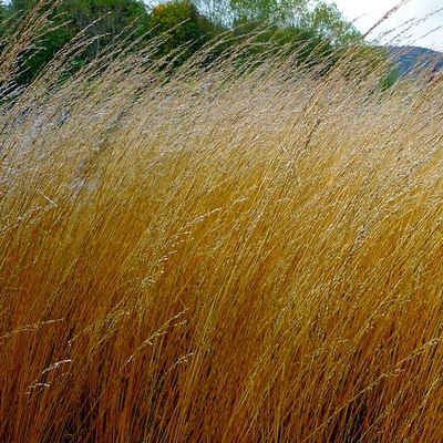 Молиния голубая Heidebraut